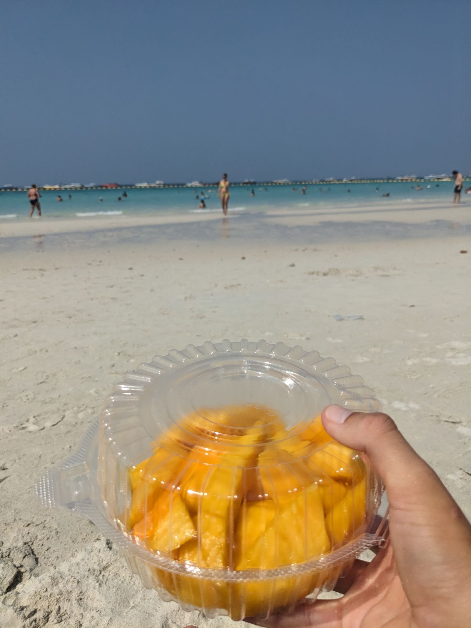 Mango in Koh Larn Thailand